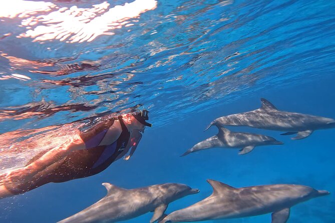 Boat Trip to Dolphin House Guided Swimming with Lunch in Hurghada - Who should book this Hurghada boat trip?