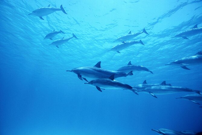 Boat Trip to Dolphin House Guided Swimming with Lunch in Hurghada - Two snorkeling stops beyond the dolphin search