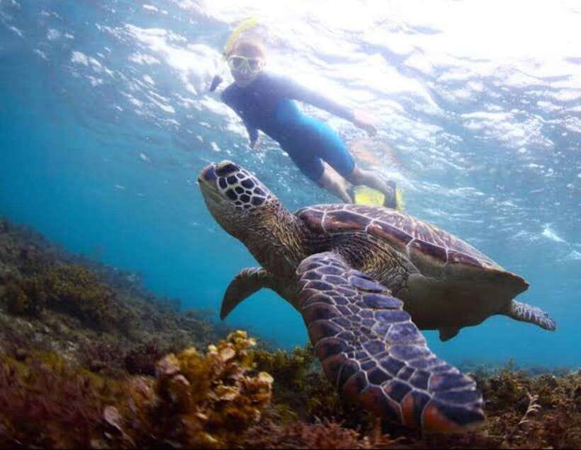 Bohol: Dolphin Watching & Sea Turtle Swim Island Tour - A dawn departure from Panglao or Dauis
