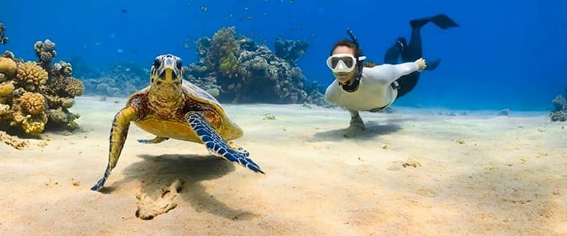 Bohol: Dolphin Watching & Sea Turtle Swim Island Tour - Who should book this Bohol island tour?