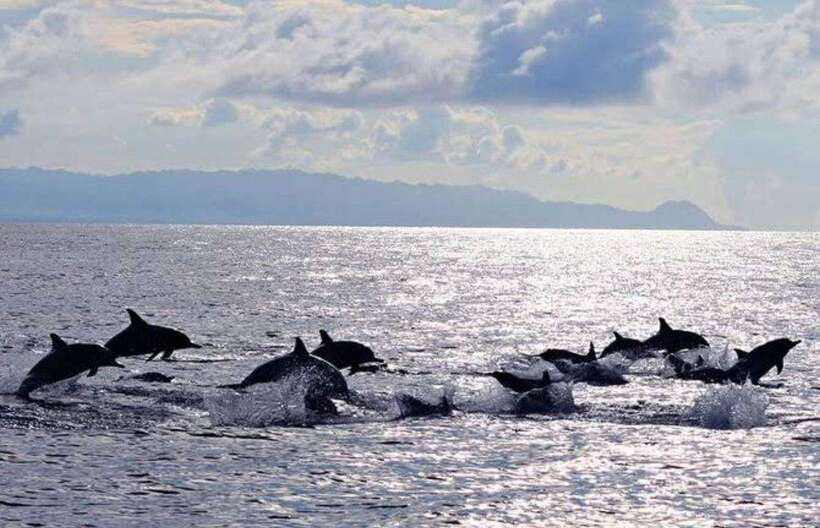 Bohol: Dolphin Watching & Sea Turtle Swim Island Tour - Swimming with sea turtles near Balicasag