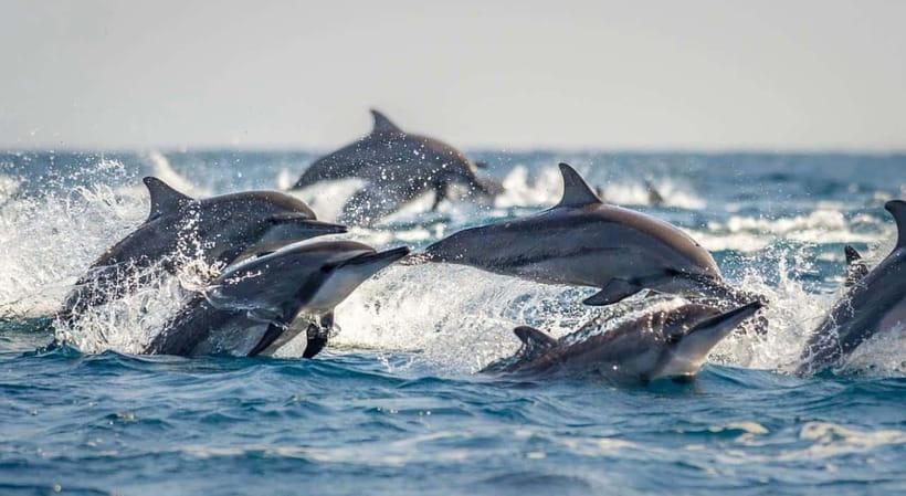 Bohol: Dolphin Watching & Sea Turtle Swim Island Tour - Returning to Panglao by late morning