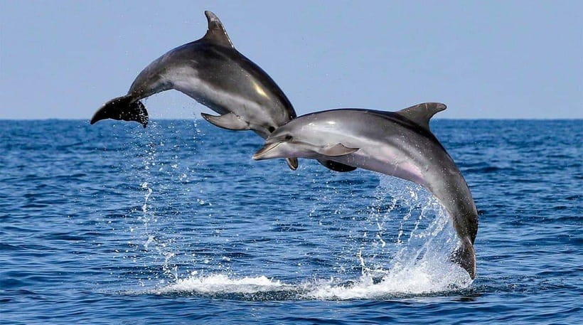 Bohol: Dolphin Watching & Sea Turtle Swim Island Tour - Is the 49 dollar price good value?
