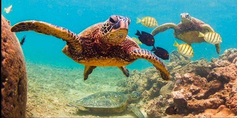 Bohol: Dolphin Watching & Sea Turtle Swim Island Tour - What to pack for this six-hour boat trip