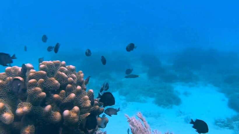 Bohol: Dolphin Watching & Snorkeling at Balicasag Island - Snorkeling the coral reef with a local guide