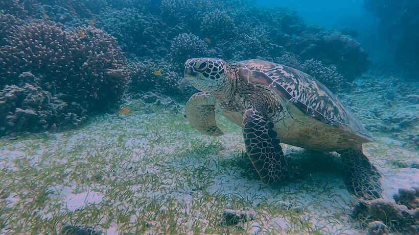 Bohol: Dolphin Watching & Snorkeling at Balicasag Island - Getting onto the island safely