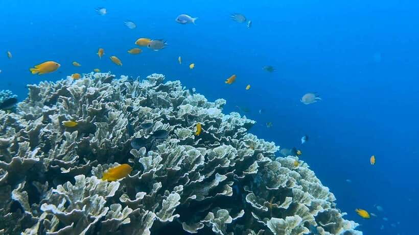 Bohol: Dolphin Watching & Snorkeling at Balicasag Island - Extra reef stops when conditions allow