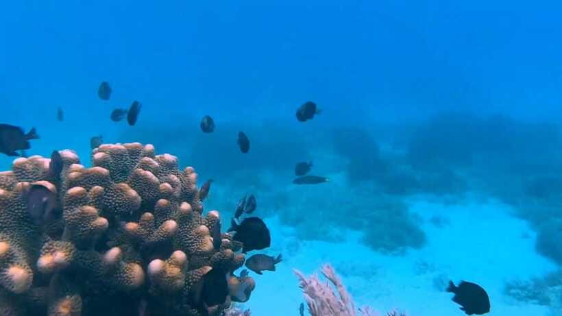 Bohol: Dolphin Watching & Snorkeling at Balicasag Island - Lunch on the private tour