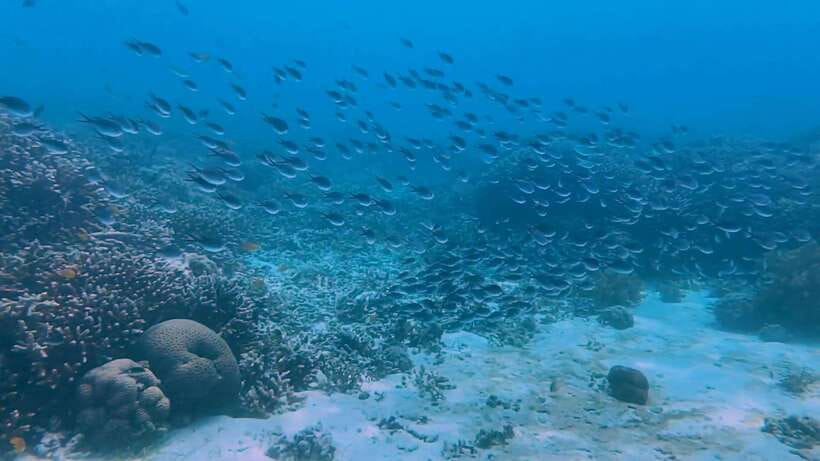 Bohol: Dolphin Watching & Snorkeling at Balicasag Island - How crowded is the experience?