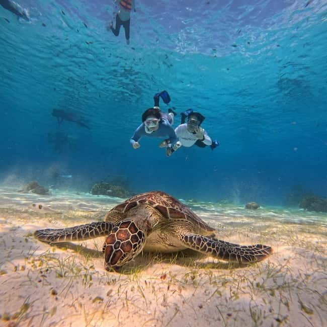 BOHOL: Dolphin Watching, Turtle Swim and Party Boat - Key points to know before booking