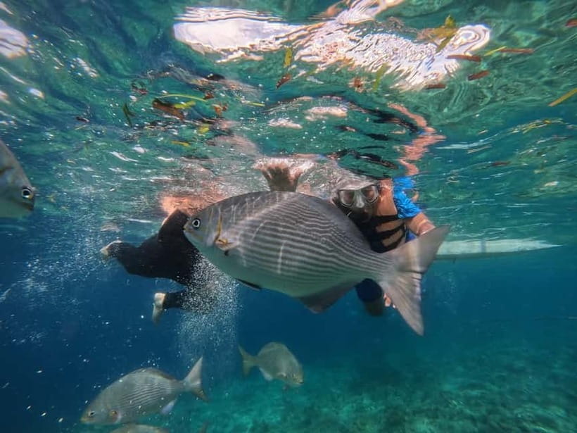 BOHOL: Dolphin Watching, Turtle Swim and Party Boat - FAQ
