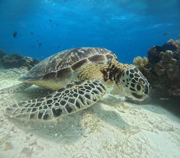 BOHOL: Dolphin Watching, Turtle Swim and Party Boat - Filipino lunch, drinks, and the party-boat idea