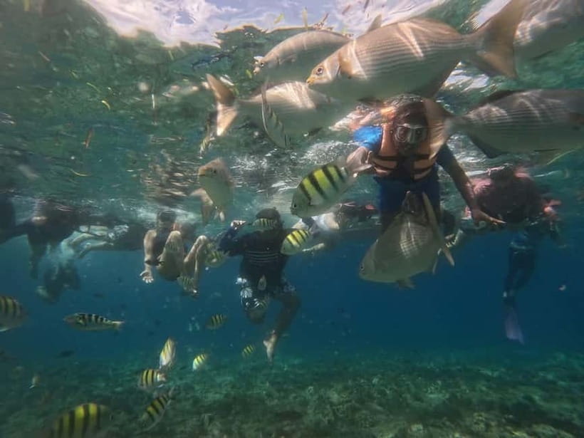 BOHOL: Dolphin Watching, Turtle Swim and Party Boat - What the $69 price really covers