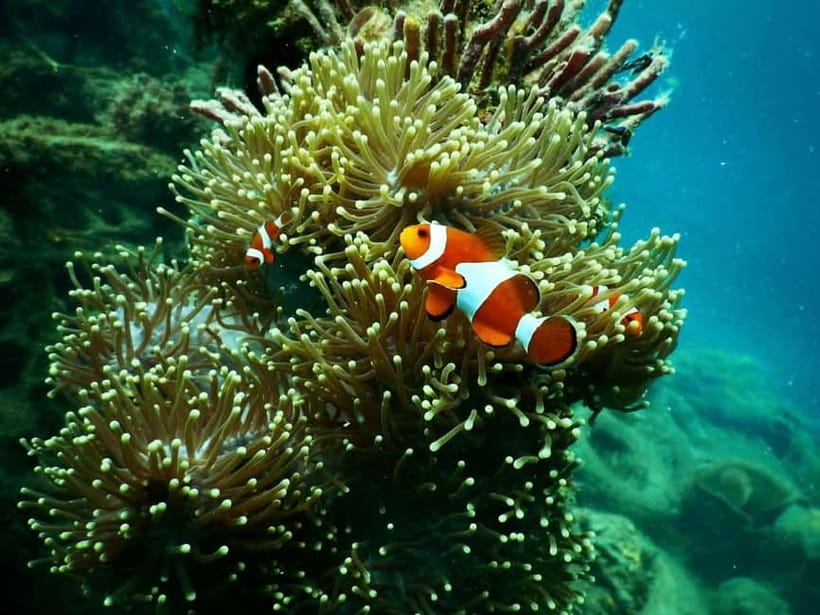 BOHOL: Dolphin Watching, Turtle Swim and Party Boat - Should you book this Bohol tour?