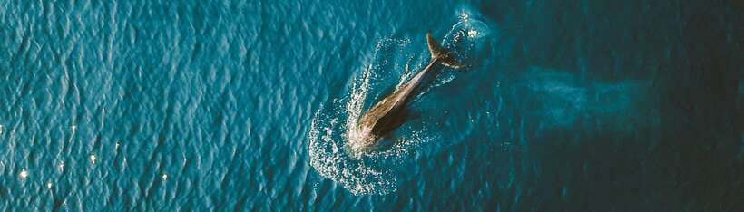 Bohol: Pamilacan Island Dolphin/Turtle Watching Tour & Lunch - Searching the Bohol Sea for dolphins
