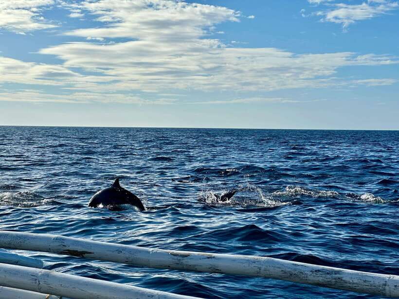Bohol PREMIUM PAMILACAN Island Tour - An early boat ride in search of dolphins