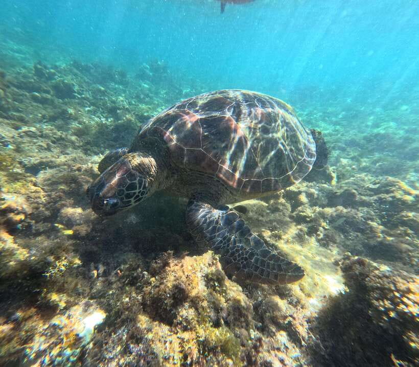 Bohol PREMIUM PAMILACAN Island Tour - Snorkeling among coral and possible turtles