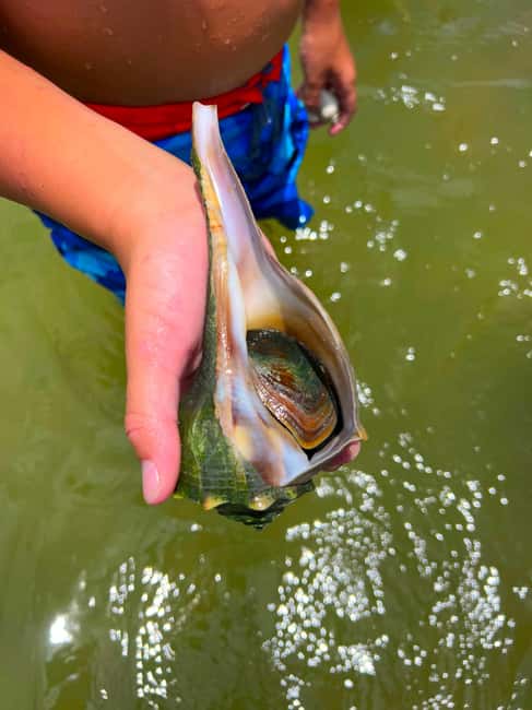 Bonita Springs Clear Kayak Tour with Dolphins & Manatees - The beach stop and the question of pacing
