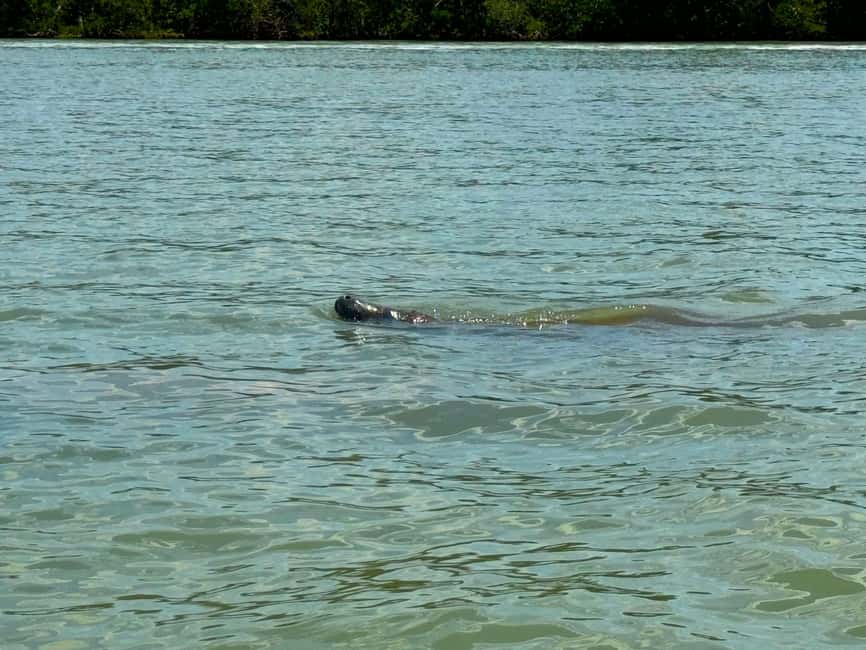 Bonita Springs Clear Kayak Tour with Dolphins & Manatees - Starting with a clear tandem kayak