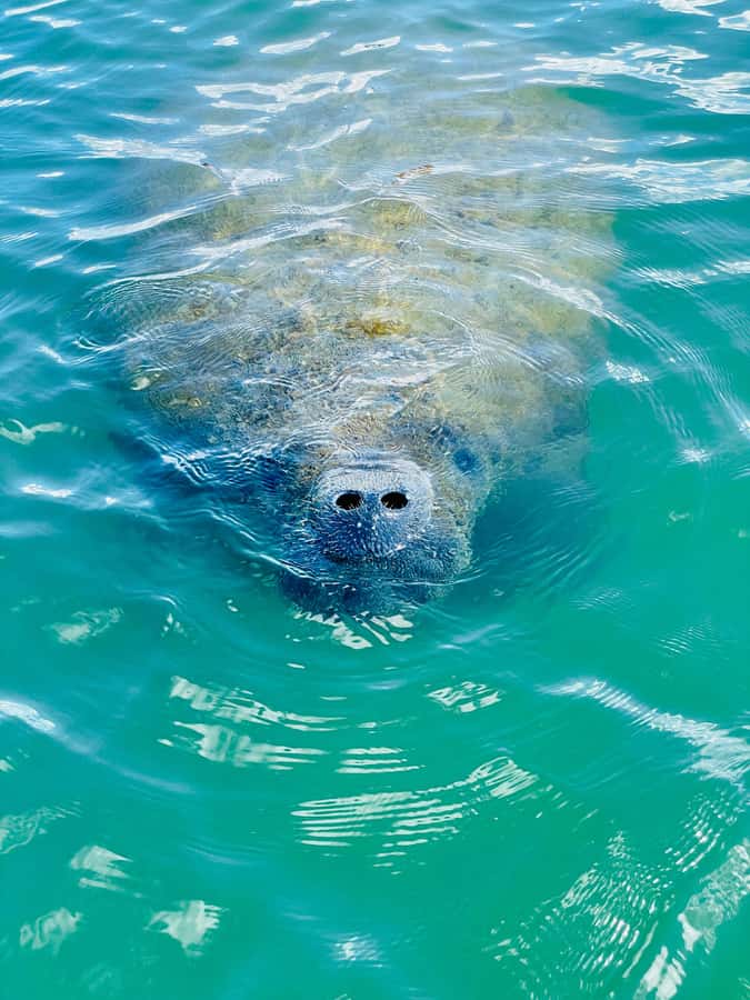 Bonita Springs Dolphin, Manatee & Sea Turtle Adventure Tour! - Key points to know before you book