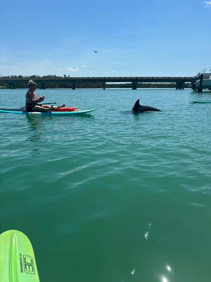 Bonita Springs Dolphin, Manatee & Sea Turtle Adventure Tour! - Bonita Springs wildlife at water level