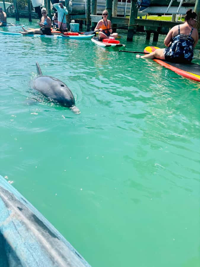 Bonita Springs Dolphin, Manatee & Sea Turtle Adventure Tour! - Kayak or paddle board: make the choice carefully