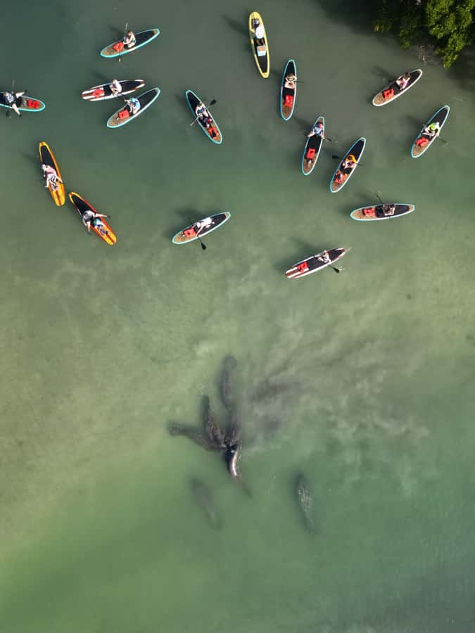 Bonita Springs Dolphin, Manatee & Sea Turtle Adventure Tour! - Wildlife sightings are a bonus, not the product