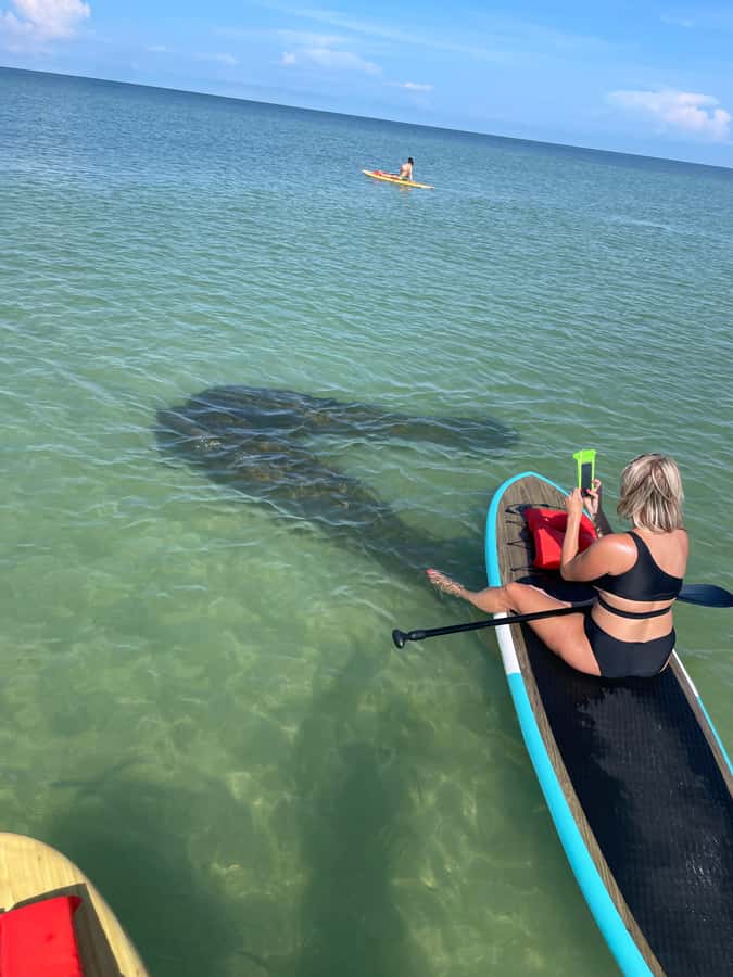 Bonita Springs Dolphin, Manatee & Sea Turtle Adventure Tour! - The guides add the most value