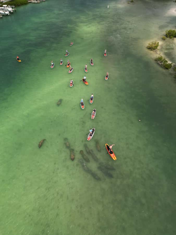 Bonita Springs Dolphin, Manatee & Sea Turtle Adventure Tour! - Who will enjoy this most?