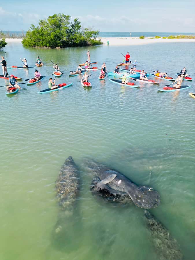 Bonita Springs Dolphin, Manatee & Sea Turtle Adventure Tour! - What the two-hour route feels like