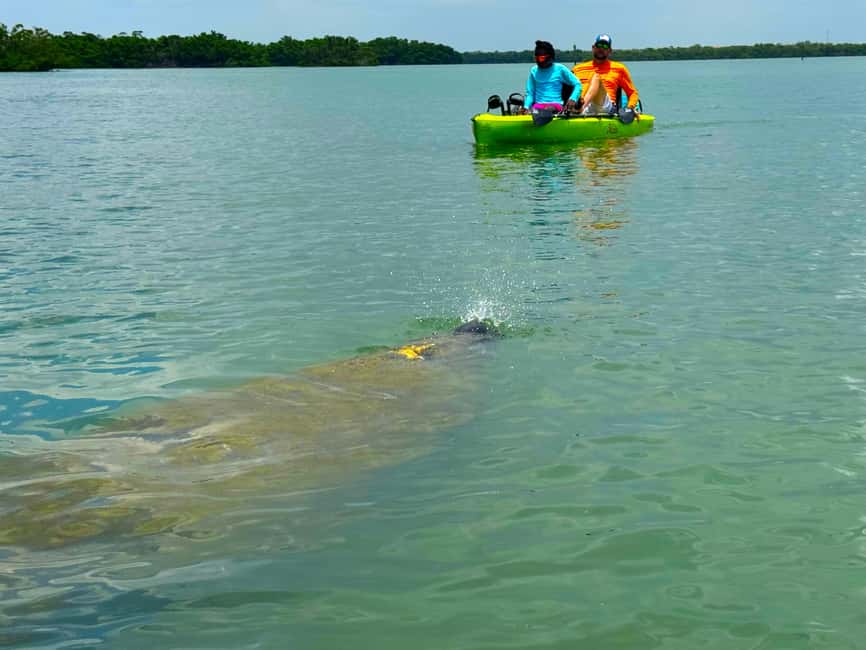 Bonita Springs: Kayak Tour with Manatees, Dolphins Sightings - Key points at a glance