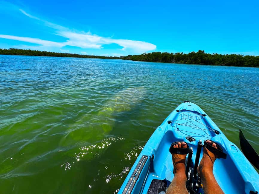 Bonita Springs: Kayak Tour with Manatees, Dolphins Sightings - Into the mangrove tunnels