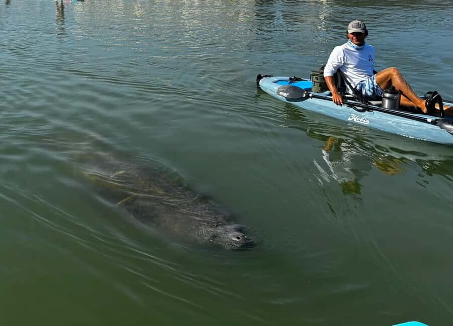 Bonita Springs: Kayak Tour with Manatees, Dolphins Sightings - Why the Hobie pedal kayaks matter