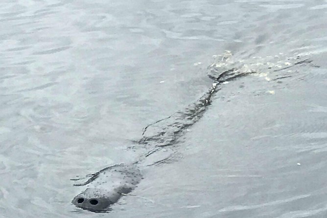 Brevard County Tours, dolphin and manatee tours in Palm Bay, FL - A quiet start at Turkey Creek