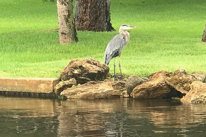 Brevard County Tours, dolphin and manatee tours in Palm Bay, FL - Wildlife odds, weather, and the value of the trip
