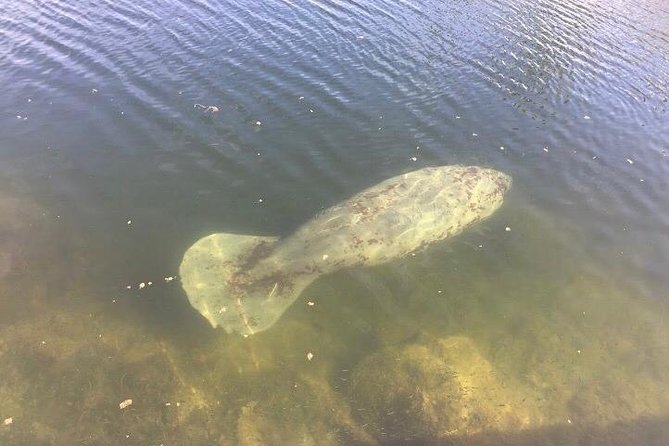 Brevard County Tours, dolphin and manatee tours in Palm Bay, FL - Searching the Indian River Lagoon for dolphins and manatees
