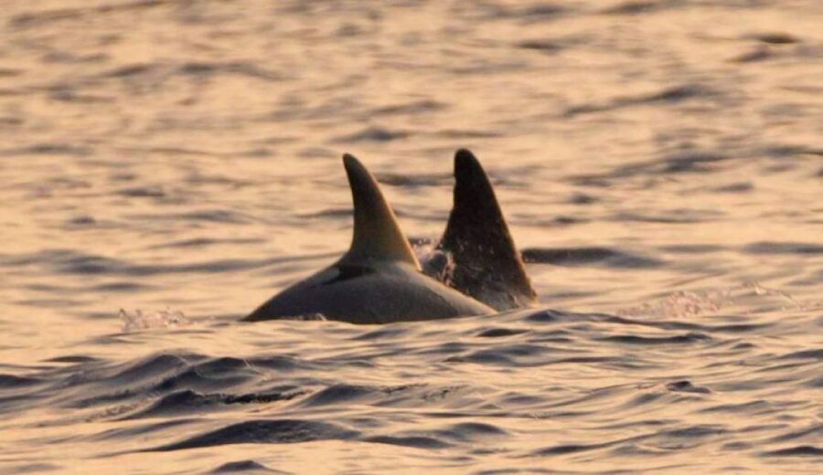Brijuni Islands: Sunset & Dolphins private boat tour - Why this short Fažana cruise is worth your evening