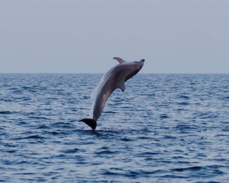 Brijuni Islands: Sunset & Dolphins private boat tour - What the $318 private price really buys