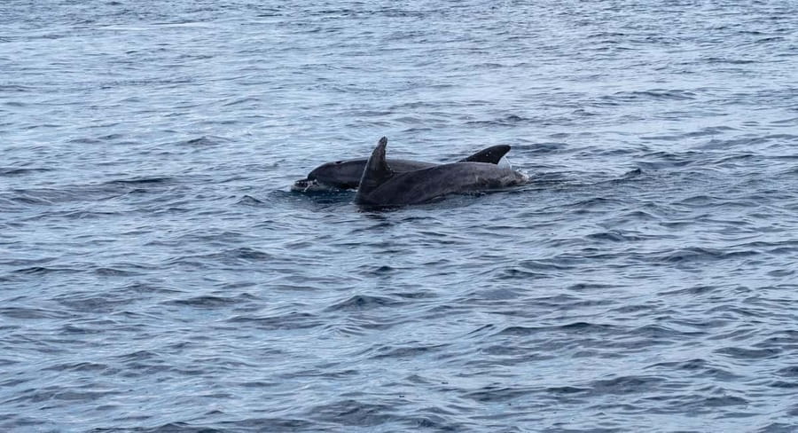 Brijuni Islands: Sunset & Dolphins private boat tour - Leaving Fažana for the Brijuni islands