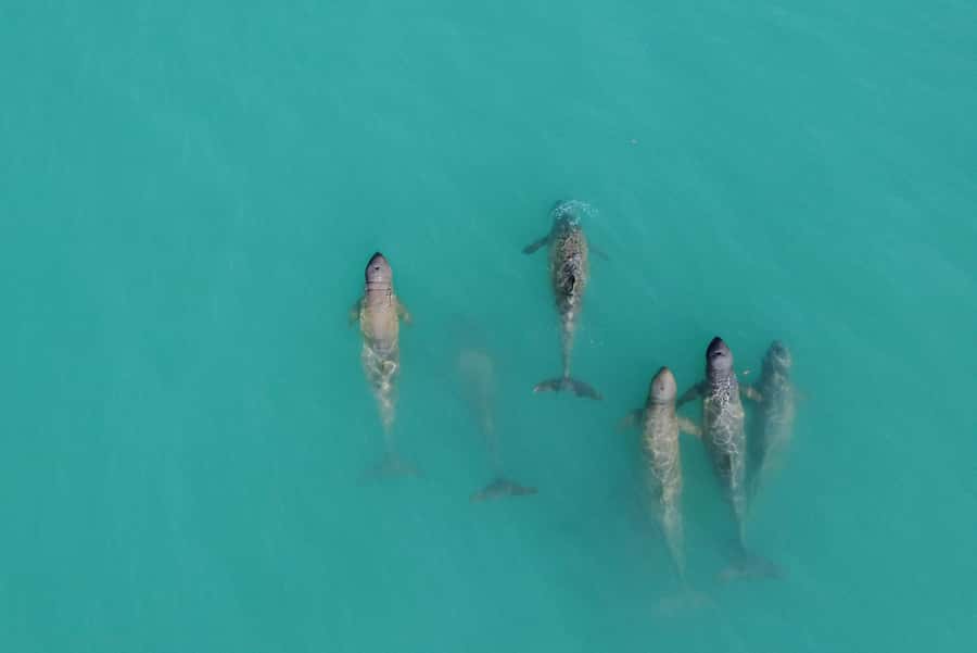 Broome: Snubfin Dolphin Cruises - Key points to know before you book