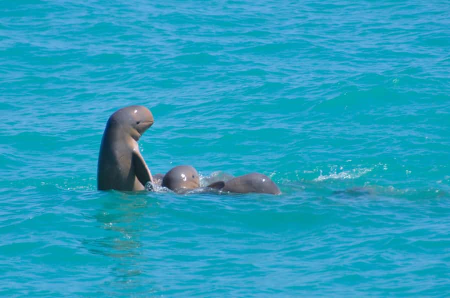 Broome: Snubfin Dolphin Cruises - The catamaran ride and onboard comfort
