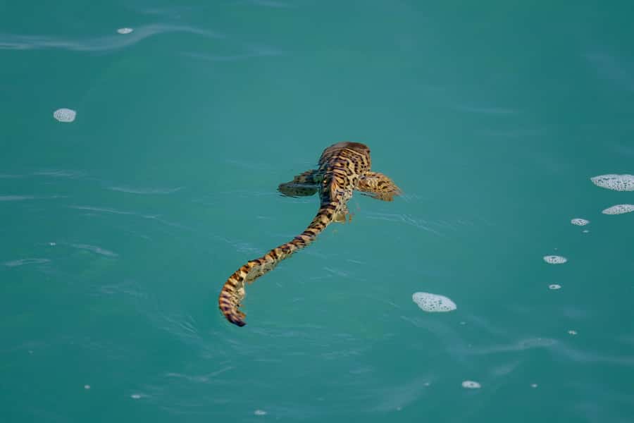 Broome: Snubfin Dolphin Cruises - Searching for snubfin dolphins