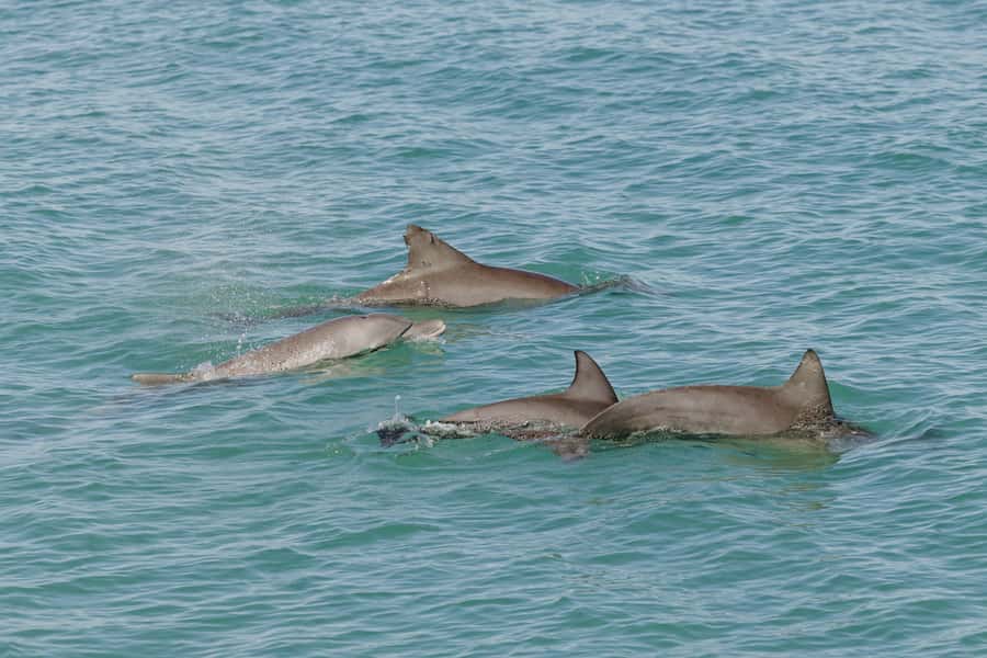 Broome: Snubfin Dolphin Cruises - The boom-net swim in Roebuck Bay