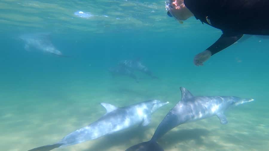 Bunbury: Swim with Dolphins Tour - Why the guides make a difference