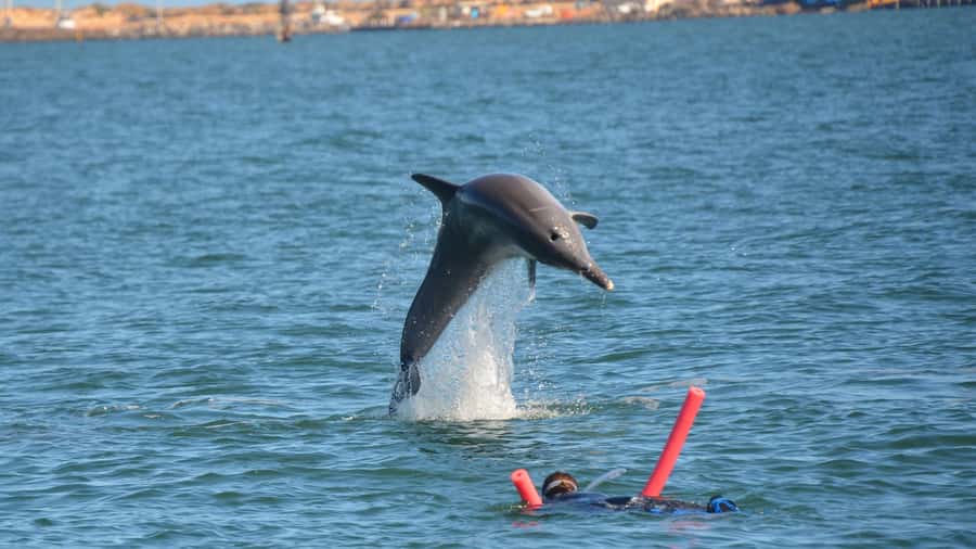 Bunbury: Swim with Dolphins Tour - A responsible way to meet wild dolphins