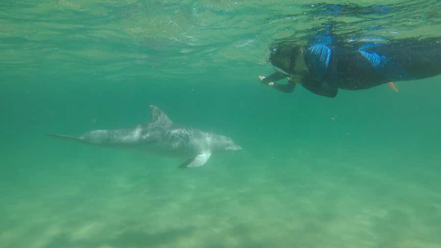 Bunbury: Swim with Dolphins Tour - What the $155 price includes