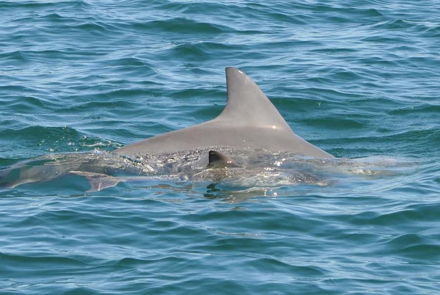 Bunbury: Swim with Dolphins Tour - Practical preparation for the morning