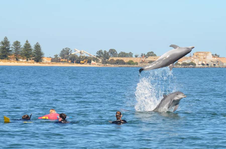 Bunbury: Swim with Dolphins Tour - Is Bunbury’s dolphin swim worth booking?