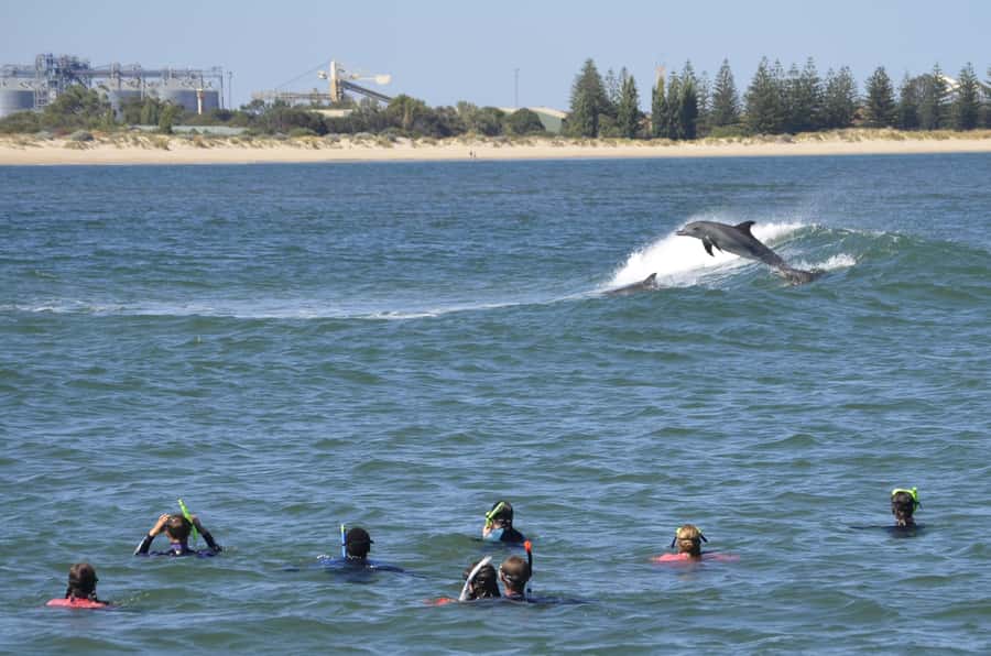 Bunbury: Swim with Dolphins Tour - What the four-hour itinerary feels like