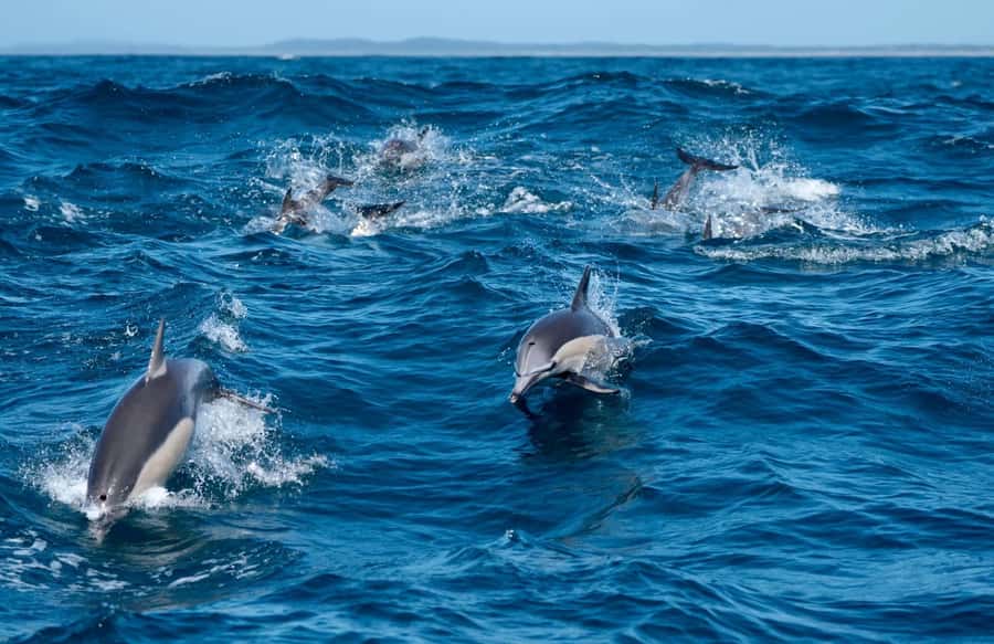 Byron Bay: Cruise with Dolphins Tour - Key points to know before you go
